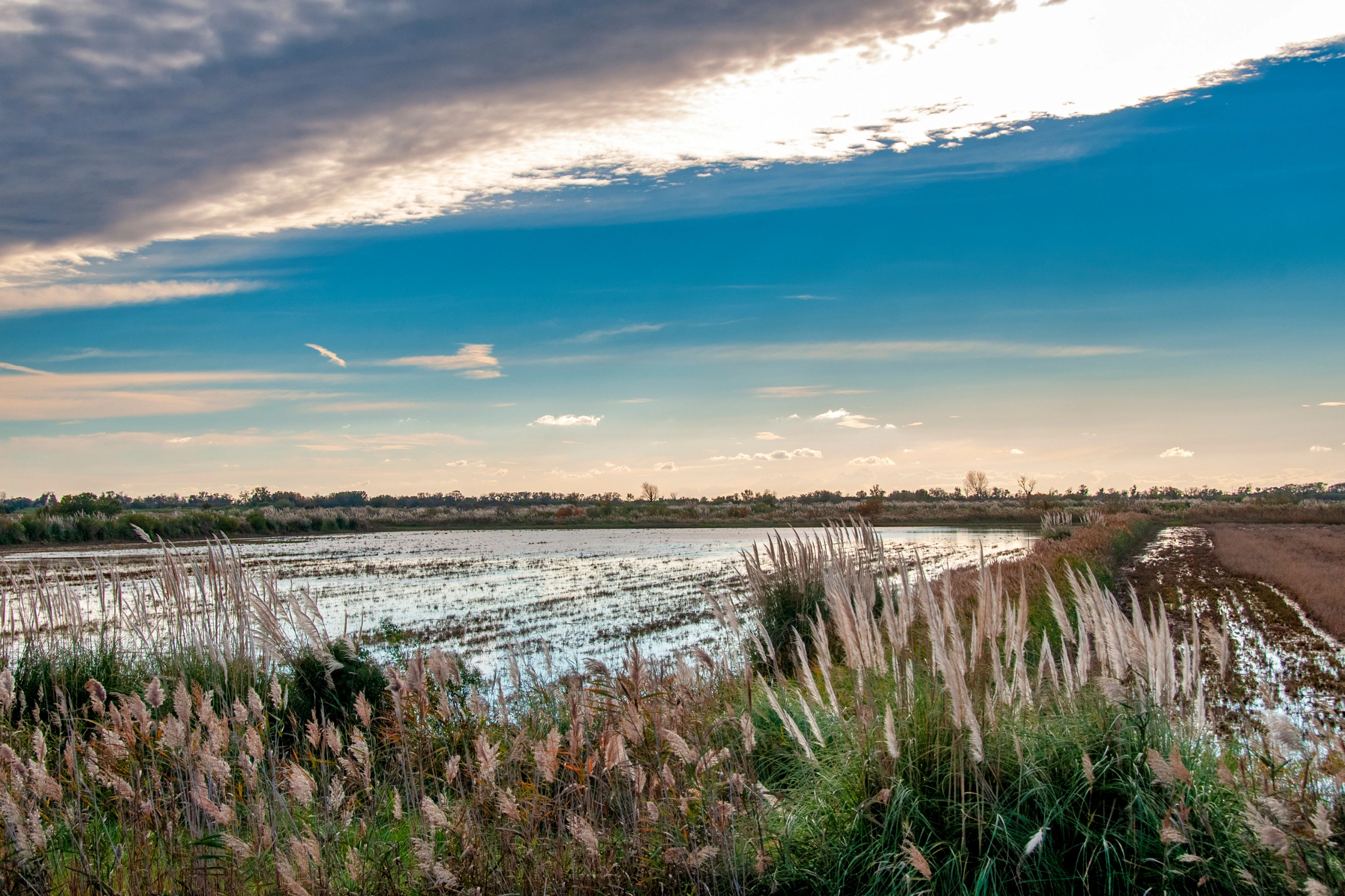 Camargue[1].webp